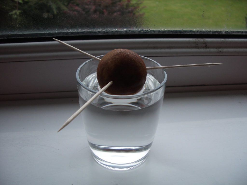 avocado on glass water hold with toothpicks