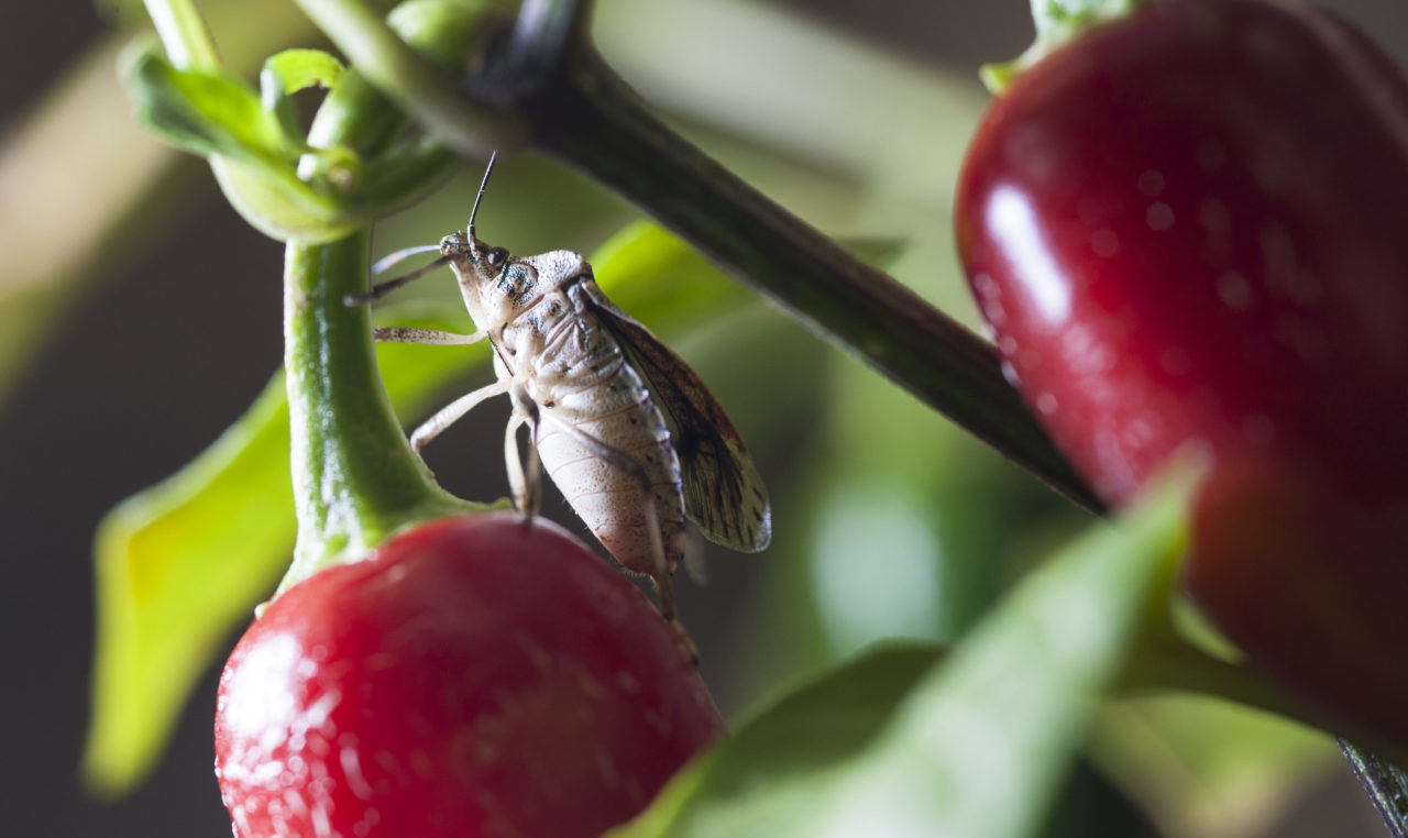 Brown marmorated stink bug feeding on a red pepper plant.