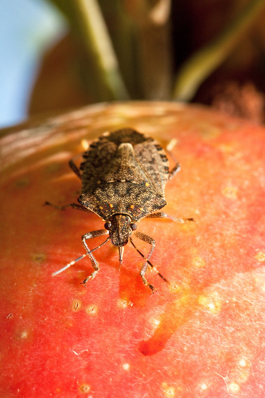 The brown marmorated sting bug is easily recognized by many because its invading out homes. But the pest, shown here feeding on an apple, is also a major economic threat to fruit crops, garden vegetables, and man ornamentals. ARS scientists are fighting back by developing traps, sequencing the bugs genome, and testing parasitic wasps as biocontrols. 