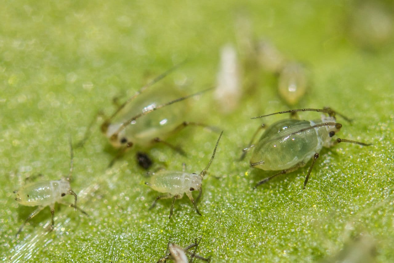 rsz_aphids-on-a-family-trip-lennart-tange-cc20