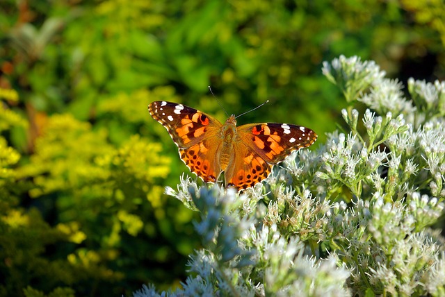 Butterfly on flowers