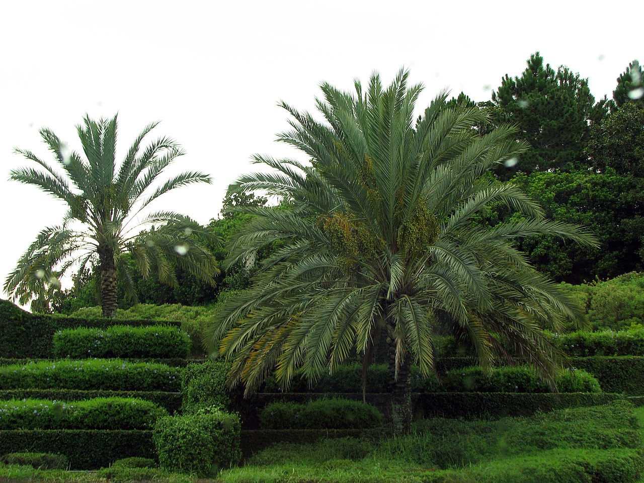 palm trees in a garden