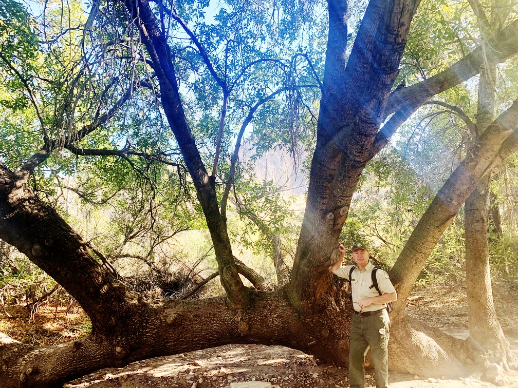 Man standing beside an old oak