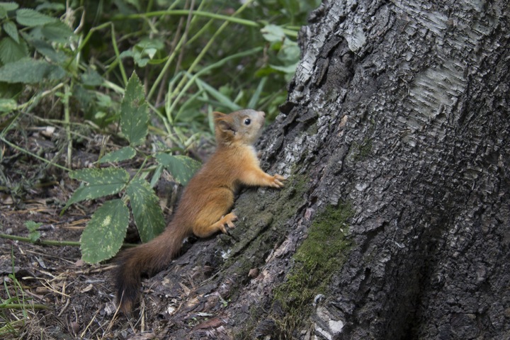 squirrel on a tree