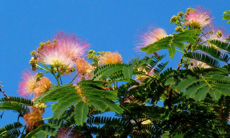 picture of flowers on a mimosa tree