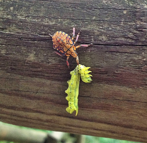 Bug holding a green worm