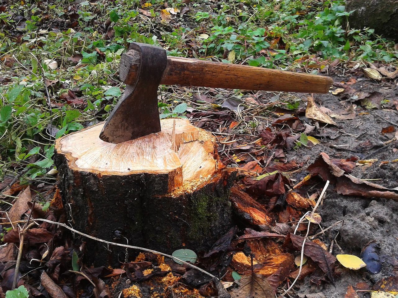 axe on a tree stump