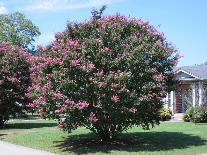 crape myrtle in a lawn