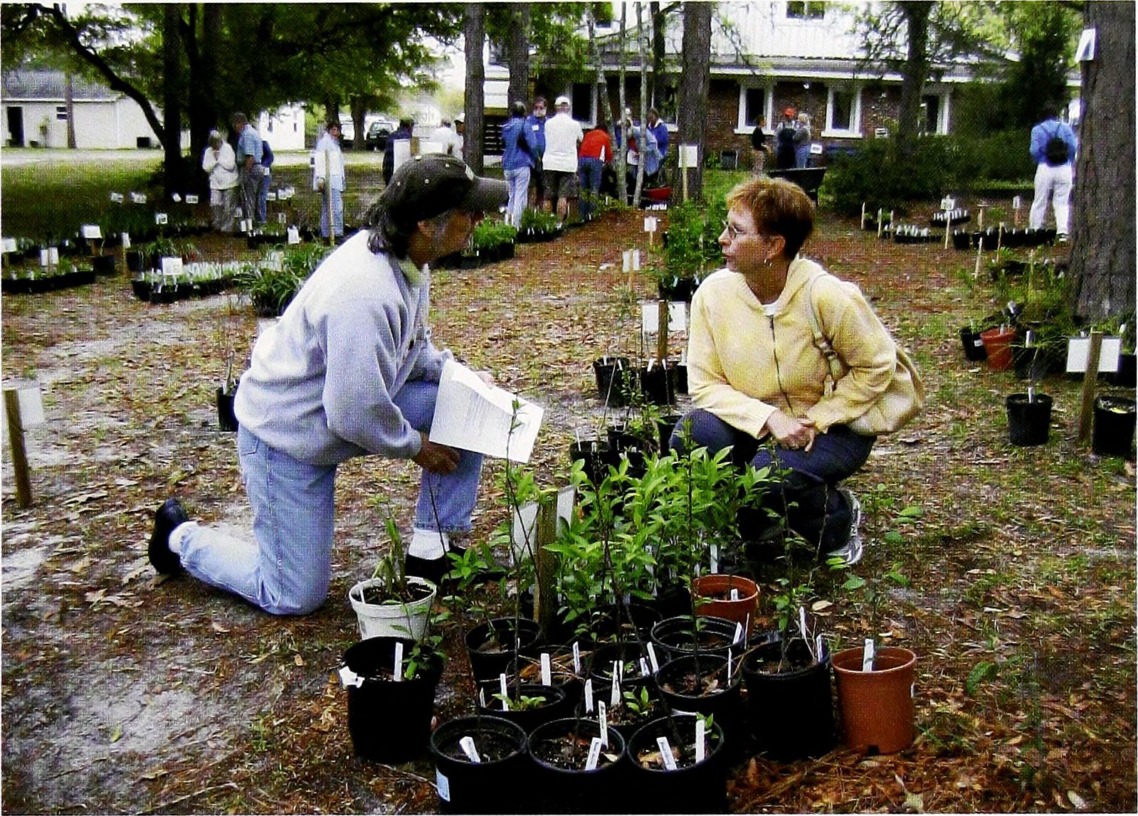 Considering native trees in Raleigh