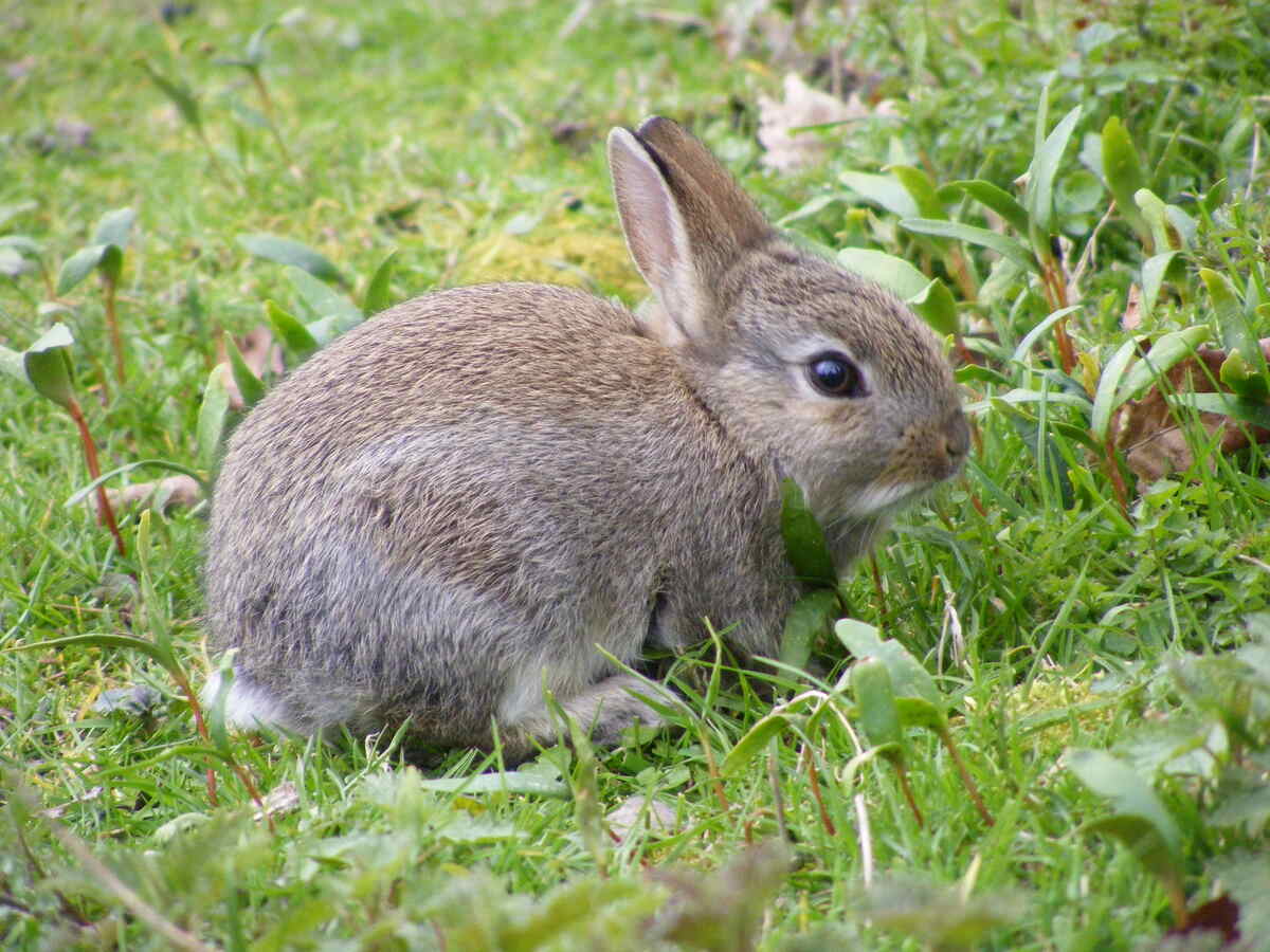 rabbit