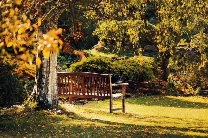 A bench under a tree