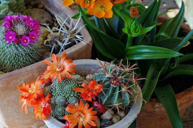 Container Rock Garden