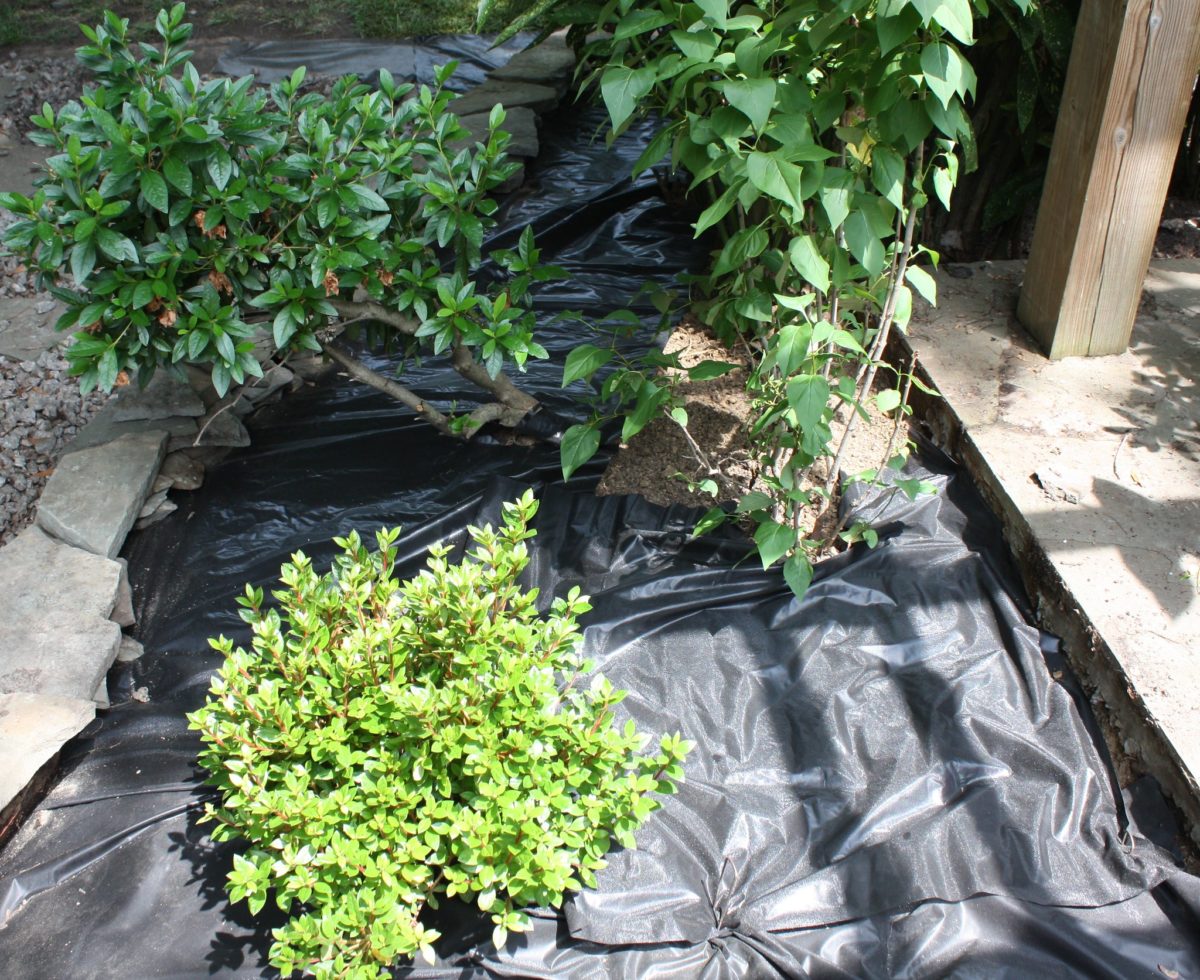 there plants with landscape fabric beneath