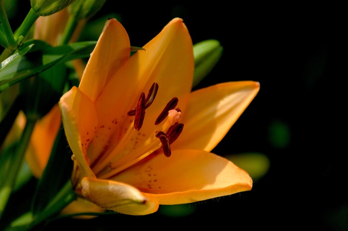 Blooming daylily