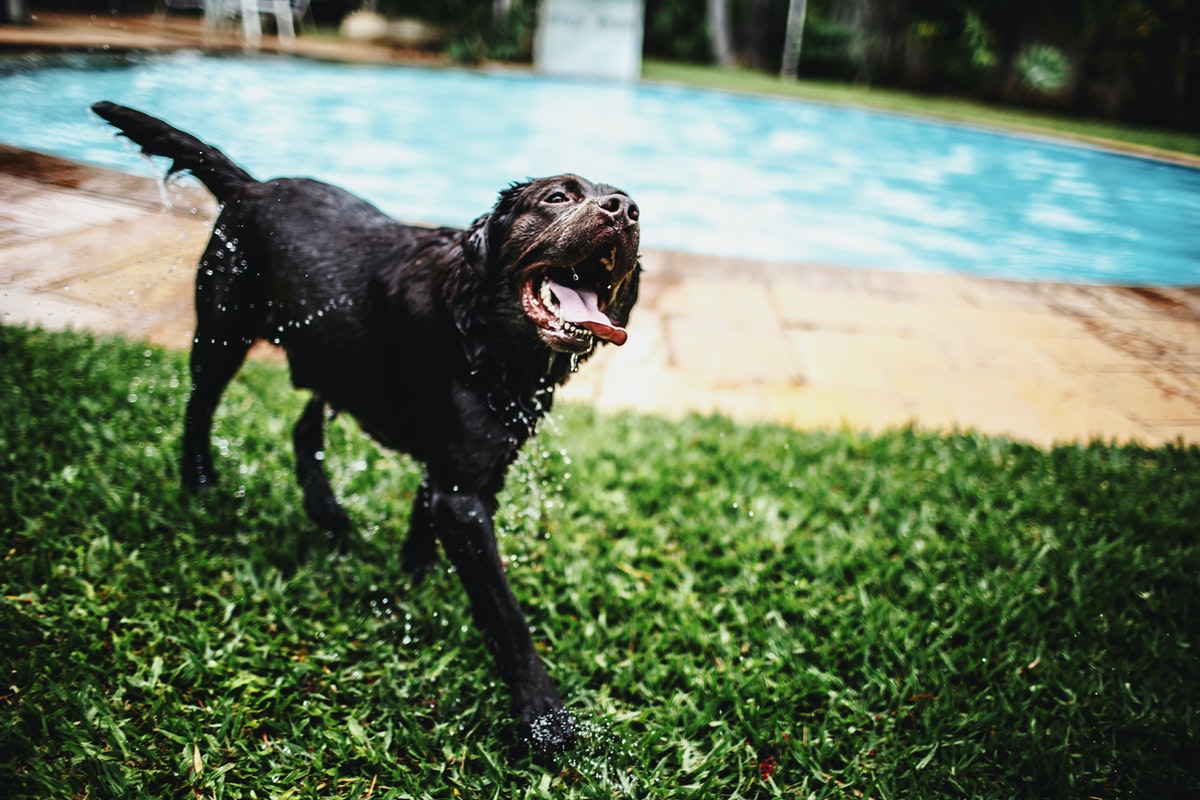 Dog Near Swimming Pool
