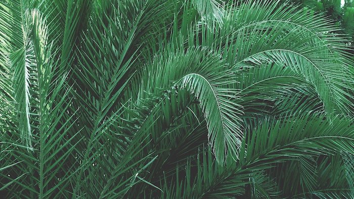 Dense palm tree leaves