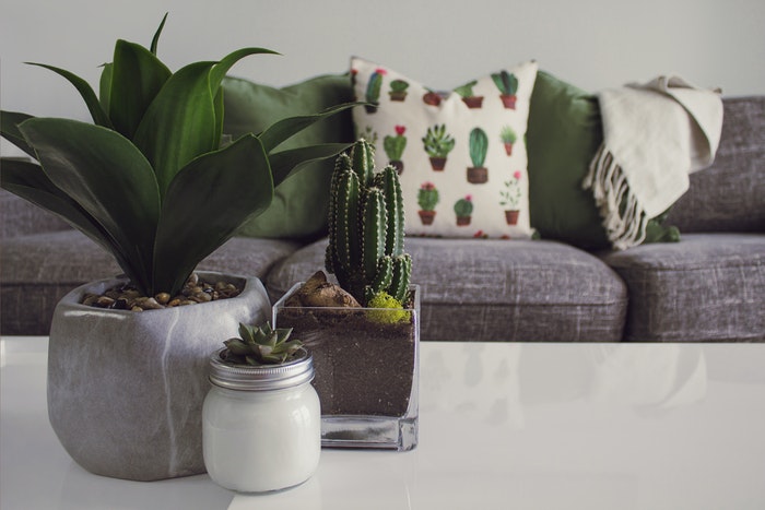 Green potted plants on a table