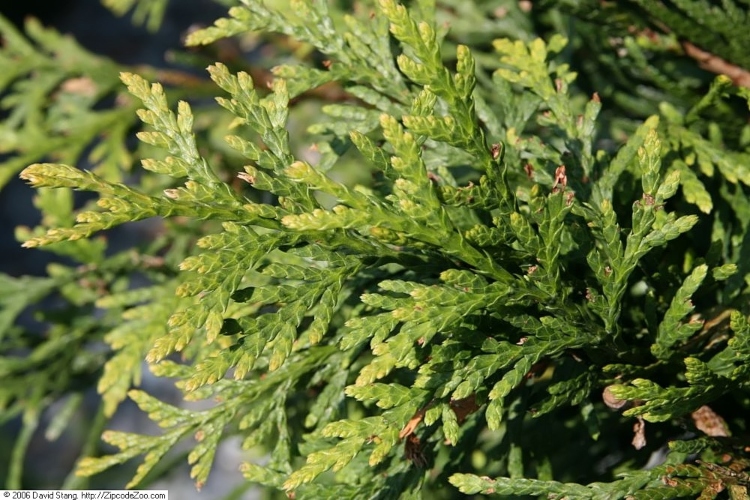 Thuja Green Giant Arborvitae