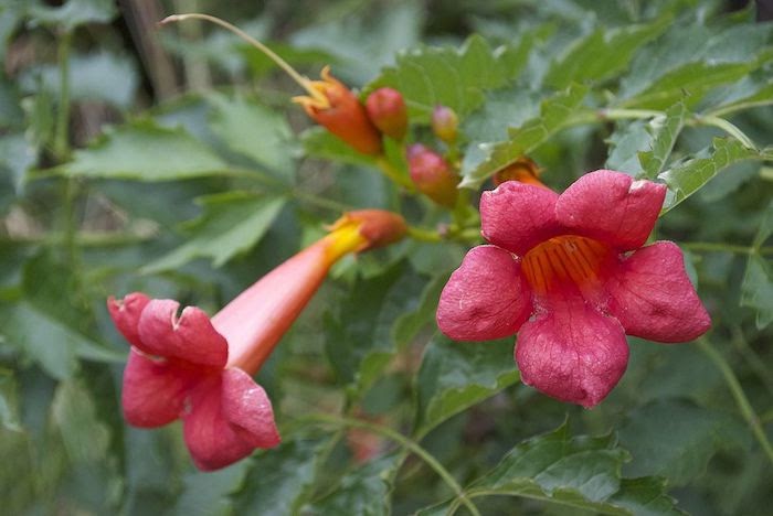 Close up of flowering trumpet vine