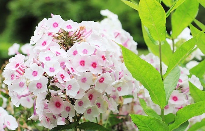 Close up of phlox flower clump