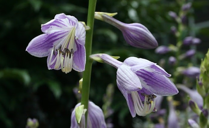 Close up of hosta perennial blooms