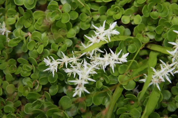 creeping sedum with white flowers