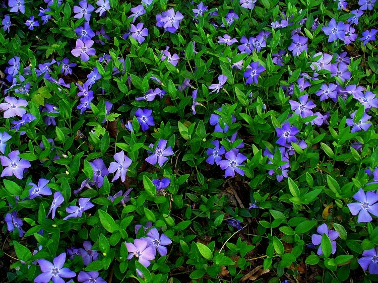 Periwinkle ground cover plant with purple blooms