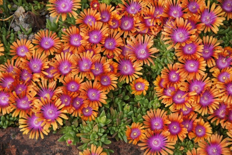 ice plant ground cover with purple and orange flowers