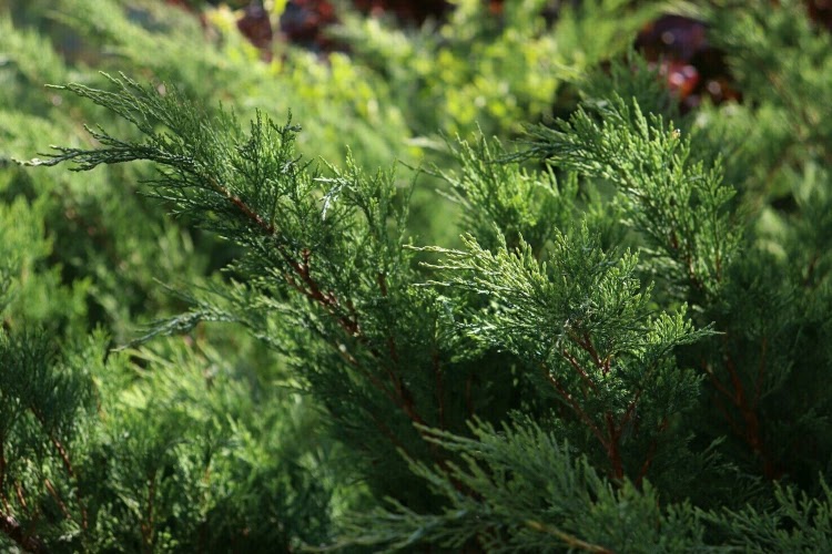 creeping juniper evergreen ground cover
