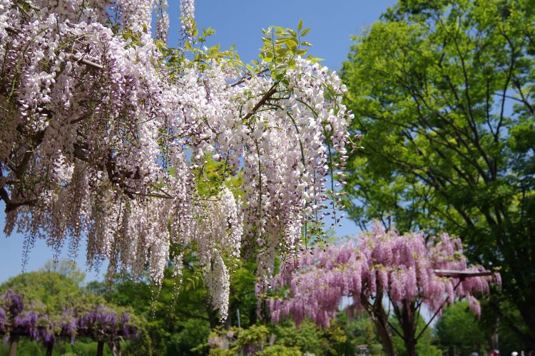 purple Japanese wisteria blooms growing from branches