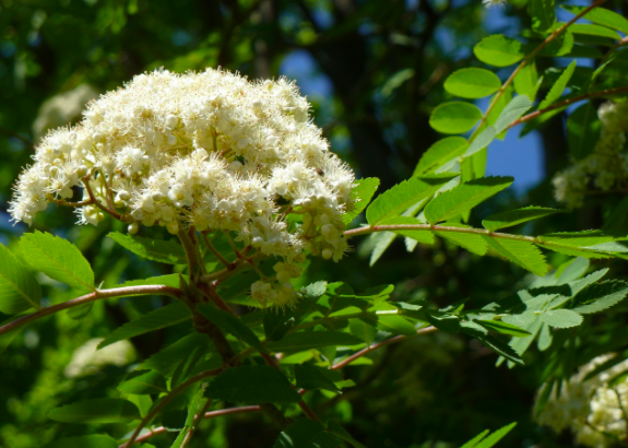 Mountain ash