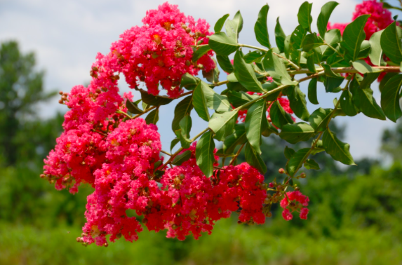 Crape myrtle
