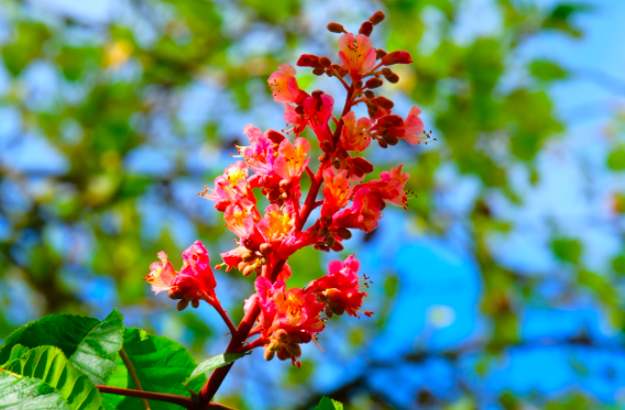 Red chestnut