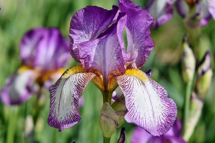 purple and white blooms of bearded irises