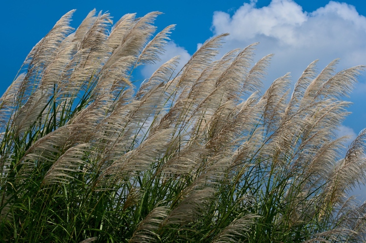 giant miscanthus blowing in the wind