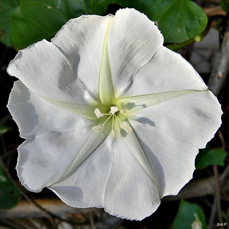 white moonflower bloom