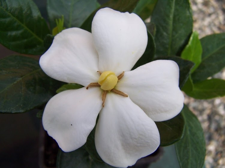 white gardenia bloom with yellow center