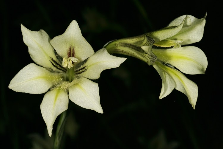 Two, white night gladiolus blooms