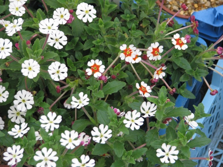 white and multicolored blooms of night phlox