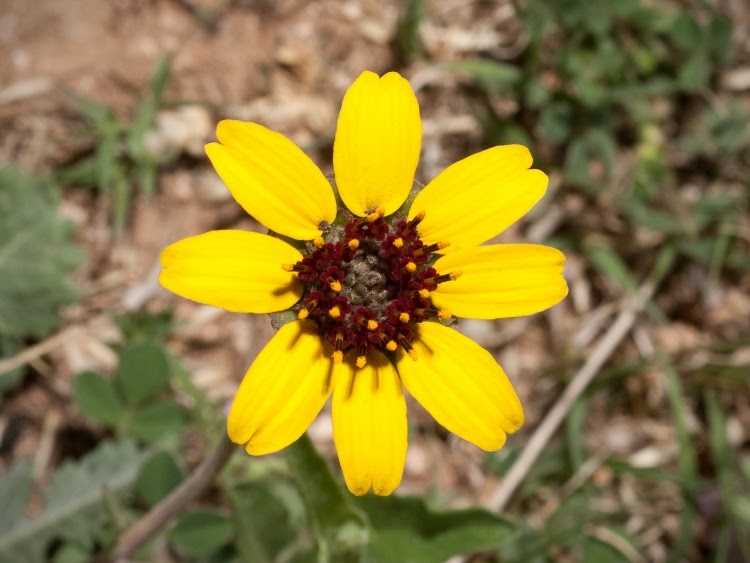 Chocolate daisy with yellow petals and dark brown center