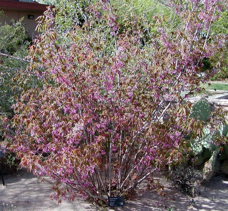 Mexican buckeye bush with pink flowers