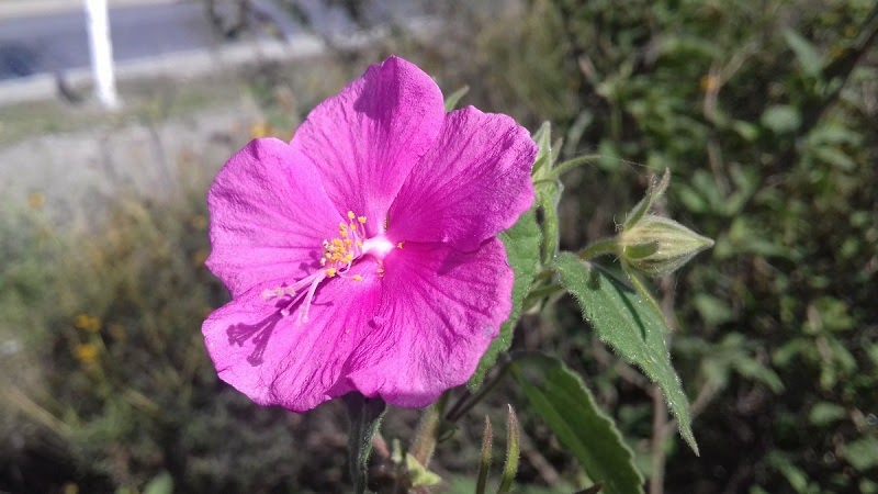 pink rock rose flower
