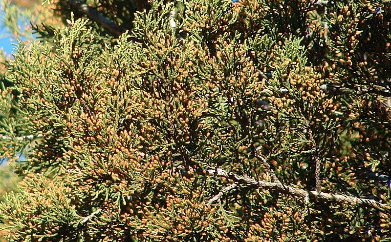 close up of ashe juniper needles and pollen