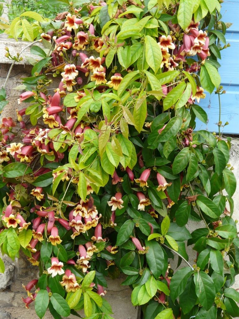 Crossvine in bloom with trumpet-shaped flowers