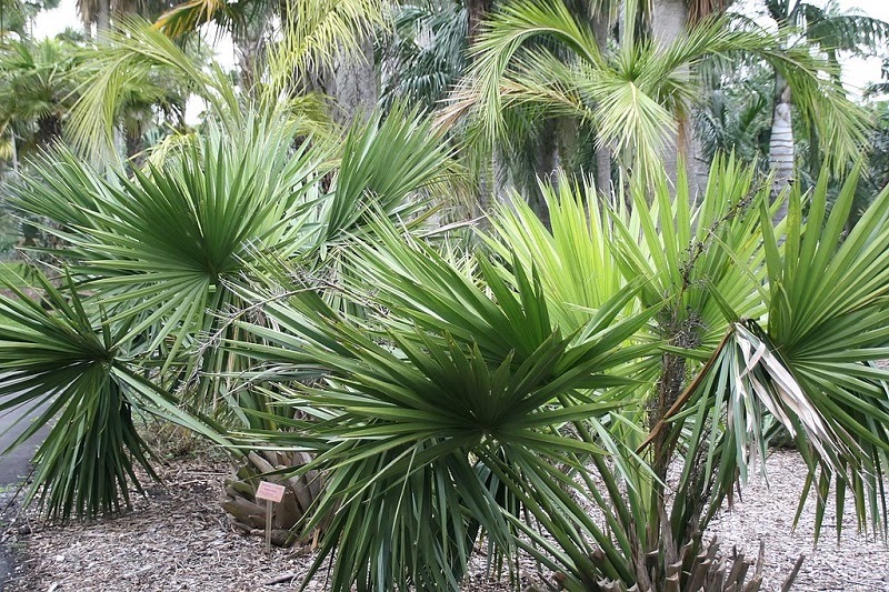 young dwarf palmetto plants