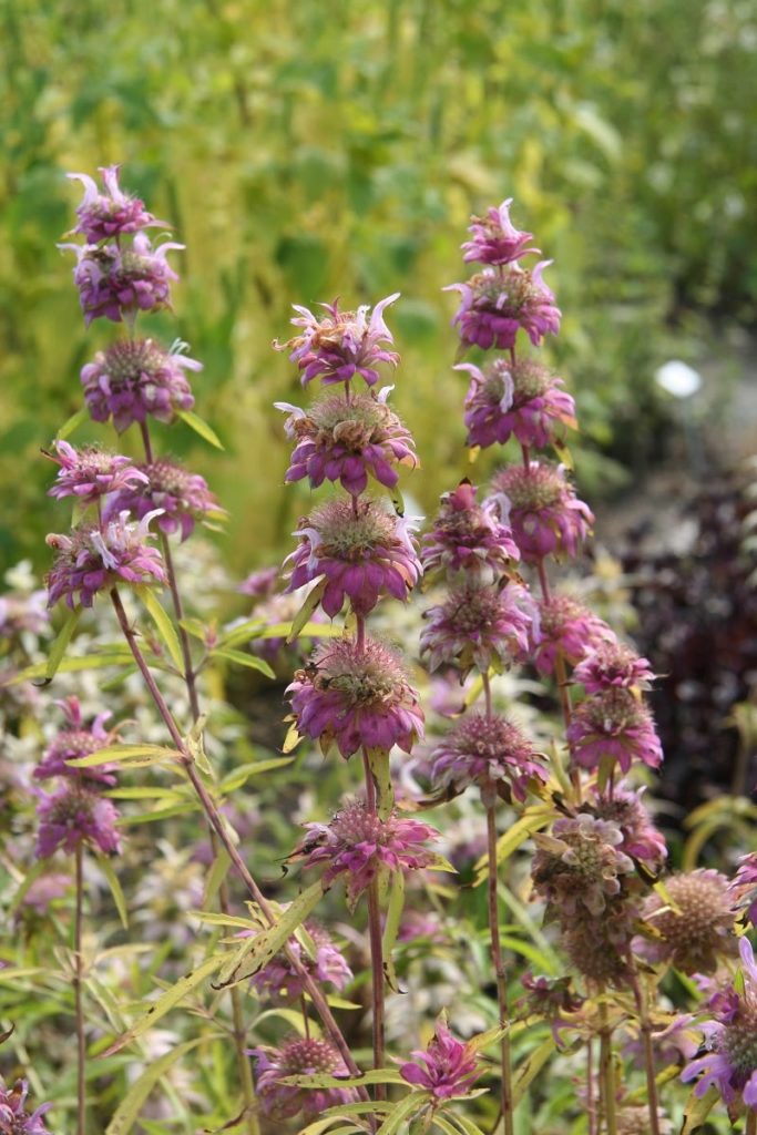 Purple lemon beebalm flowers