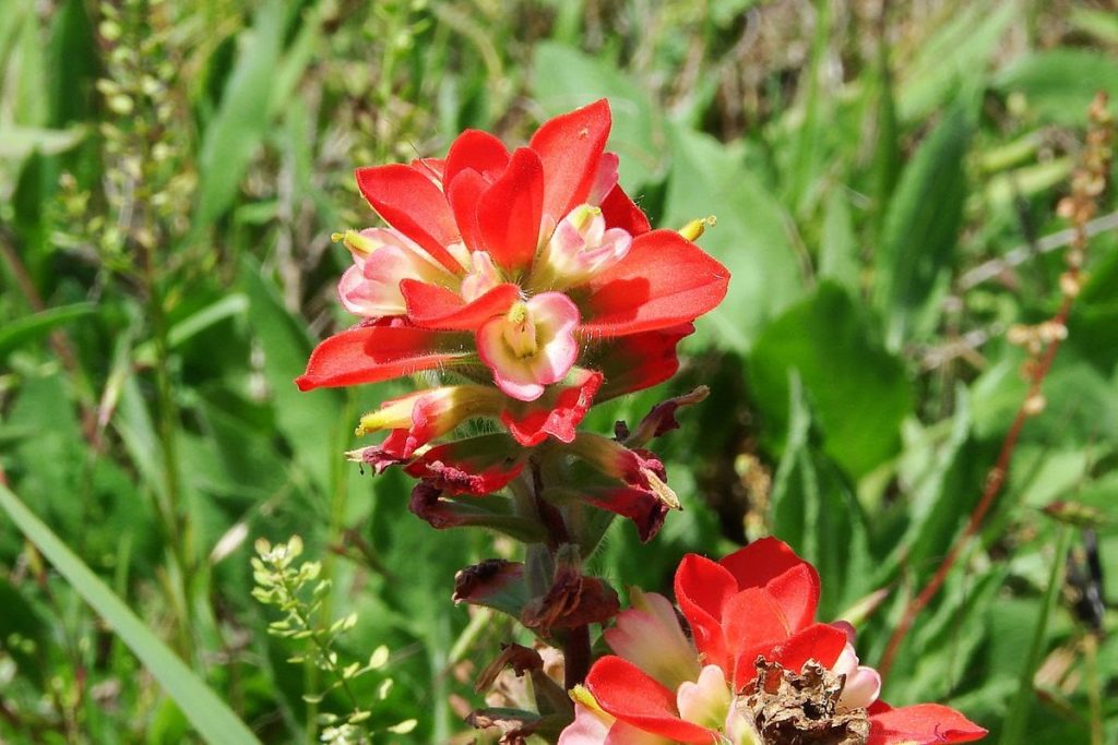 close up of red Texas paintbrush flowers