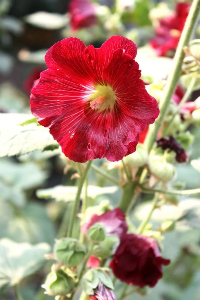 red heartleaf rosemallow flower
