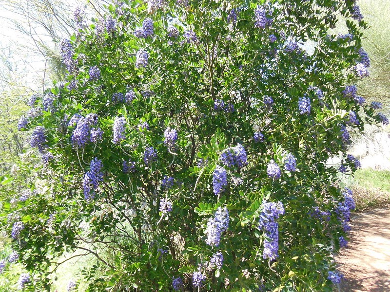 Texas mountain laurel in bloom with lavender flowers