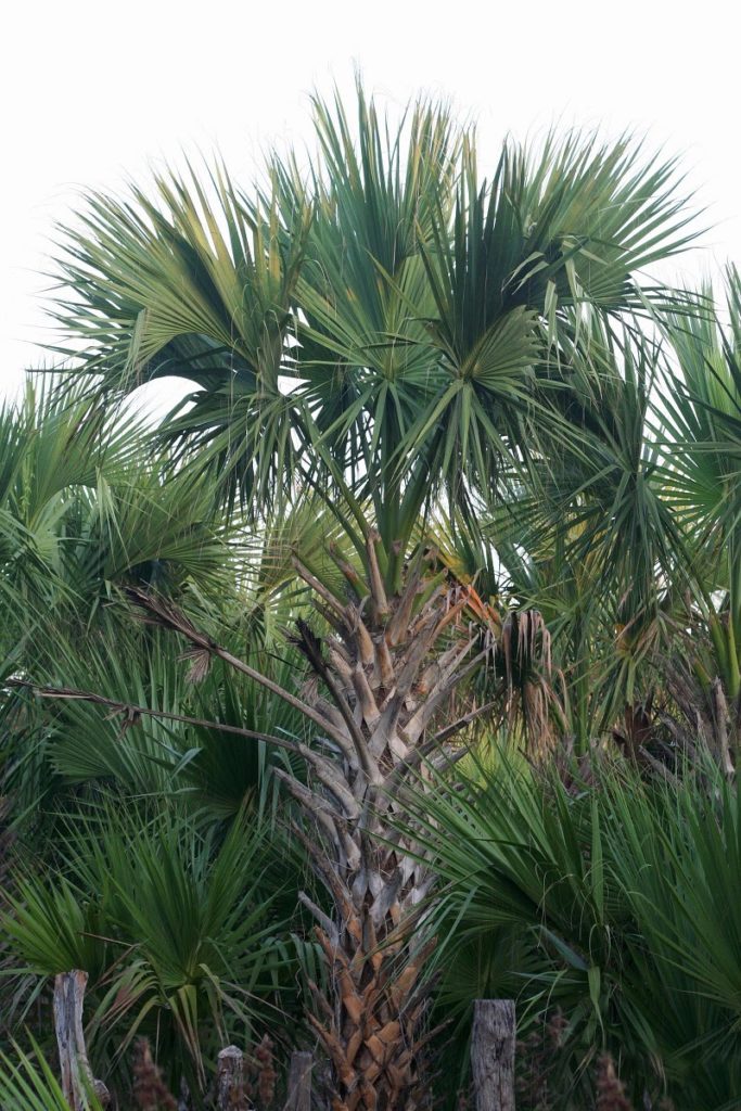 Texas palmetto palm tree